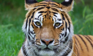 Darica Zoo